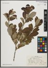 Foto von Salix aegyptiaca L.